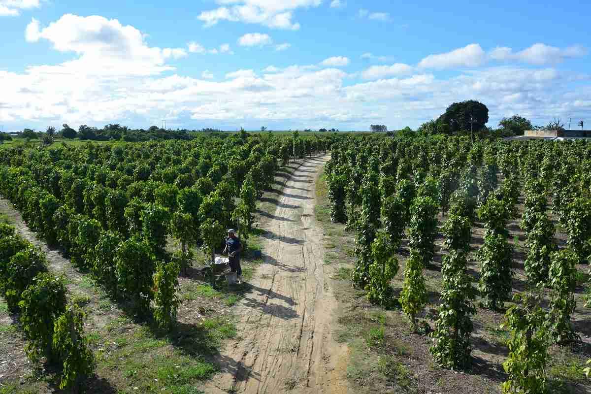 São Mateus recebe 1ª edição do Empório Pimentas e Cafés em 28 de agosto